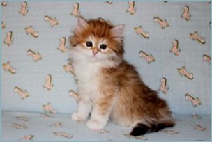 Female Siberian Kitten from Deedlebug Siberians